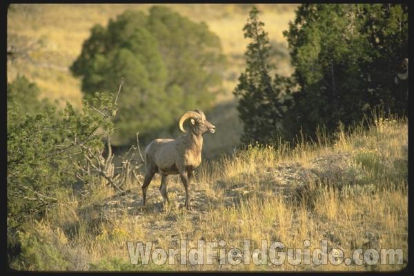 <br>(Location of Picture: Yellowstone Park, USA)<br>(Location of Picture: Yellowstone Park, USA)
