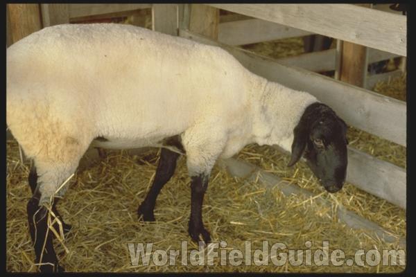 Taken At County Fair<br>(Location of Picture: Okanogan, Washington, USA, 2009)