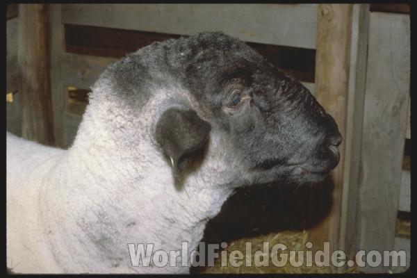 Taken At County Fair<br>(Location of Picture: Okanogan, Washington, USA, 2009)
