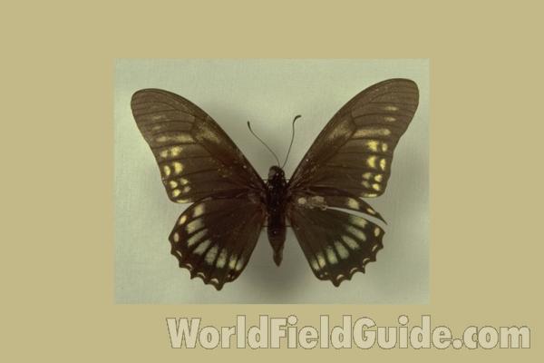 Male - Dorsal<br>(Origin of the Specimen: S Catarina, Brazil)