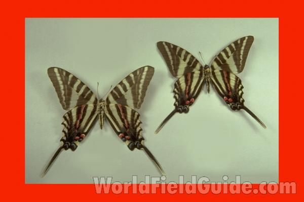 Pair - Ventral (female On Left)<br>(Origin of the Specimen: Shaw, Mississippi, USA)