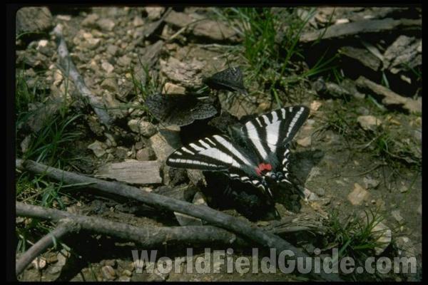 Spring Form<br>(Location of Picture: Southern Missouri, USA)