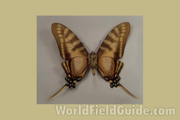 Male - Ventral<br>(Origin of the Specimen: Chiapas, Mexico)