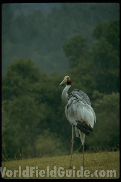 Zoo Image<br>(Location of Picture: Preserve in England)