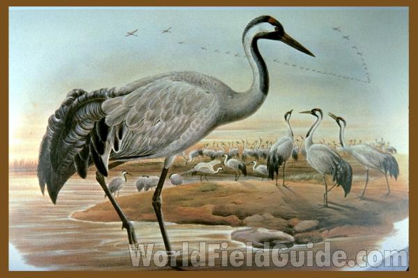 Painting, Georges-Louis LeClerc, 1707-1788