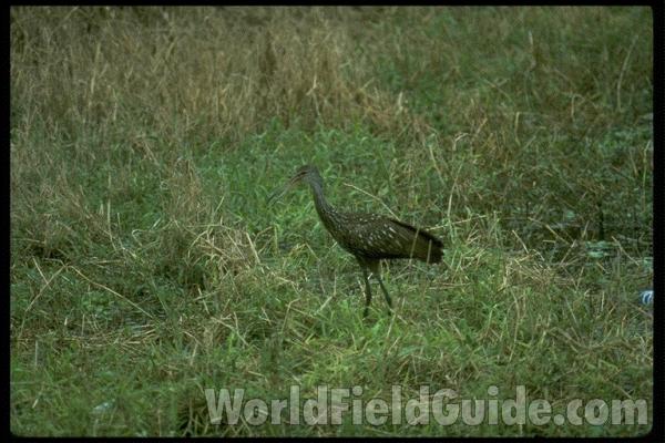 Subspecies pictus<br>(Location of Picture: Florida, USA)