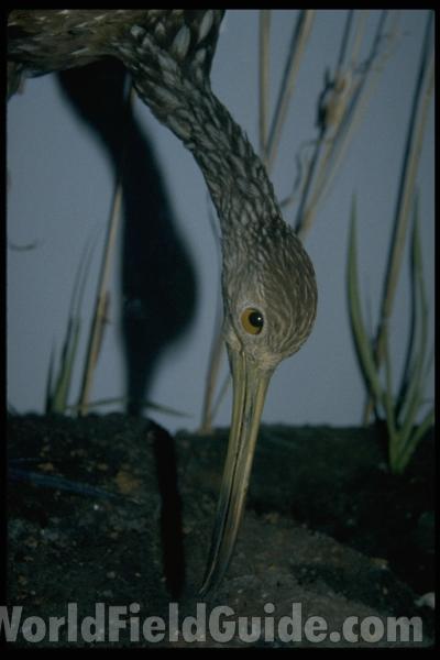 Subspecies pictus<br>(Location of Picture: Florida, USA)