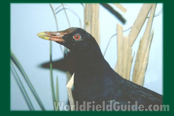 ssp cachinnans<br>(Location of Picture: Field Museum - Chicago)