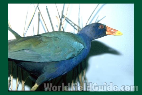 Museum Specimen<br>(Location of Picture: Field Museum of Chicago)