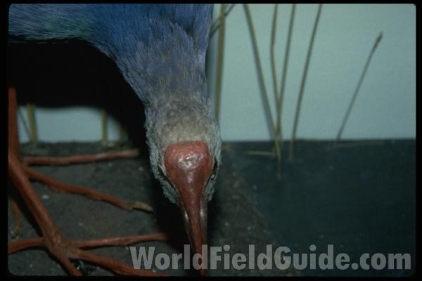 Painting, ssp bellus<br>(Origin of the Specimen: John Gould)