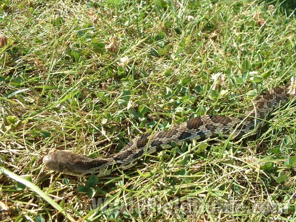 Front Half<br>(Location of Picture: Glacier Park, Ililnois, USA)