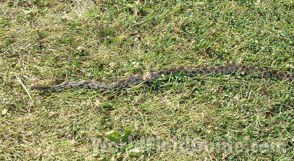 Entire<br>(Location of Picture: Glacier Park, Ililnois, USA)