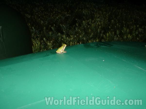 Young Green Example<br>(Location of Picture: Mchenry Co, Illinois, USA)