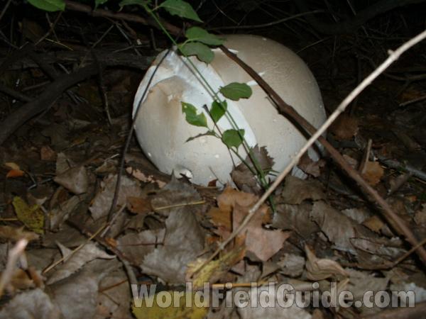 Close View in  Habitat<br>(Location of Picture: Mchenry Co, Illinois, USA)