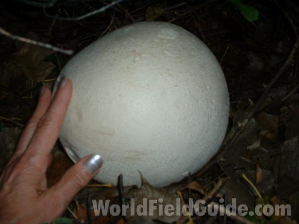 With Hand Comparison<br>(Location of Picture: Mchenry Co, Illinois, USA)