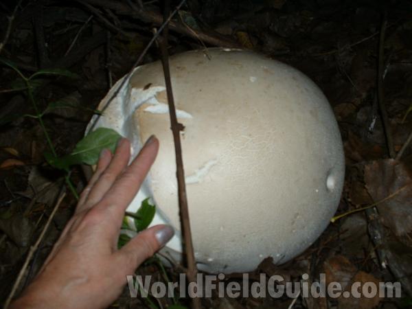 With Hand Comparison<br>(Location of Picture: Mchenry Co, Illinois, USA)