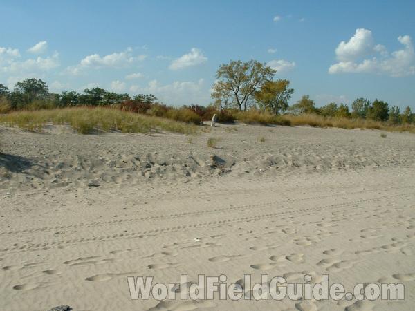 Habitat View<br>(Location of Picture: Zion Beach, Illinois, USA, Oct '03)