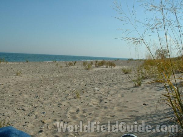 Habitat View #3<br>(Location of Picture: Zion Beach, Illinois, USA, Oct '03)