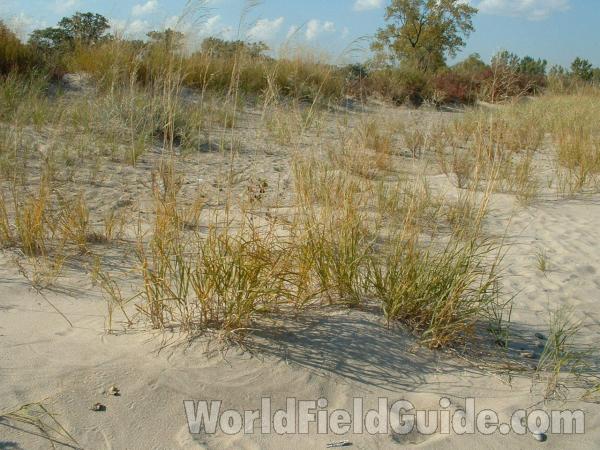 Habitat View #5<br>(Location of Picture: Zion Beach, Illinois, USA, Oct '03)