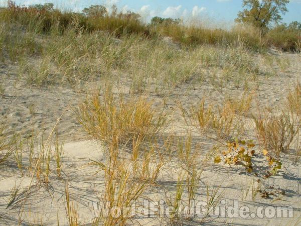 Habitat View #6<br>(Location of Picture: Zion Beach, Illinois, USA, Oct '03)