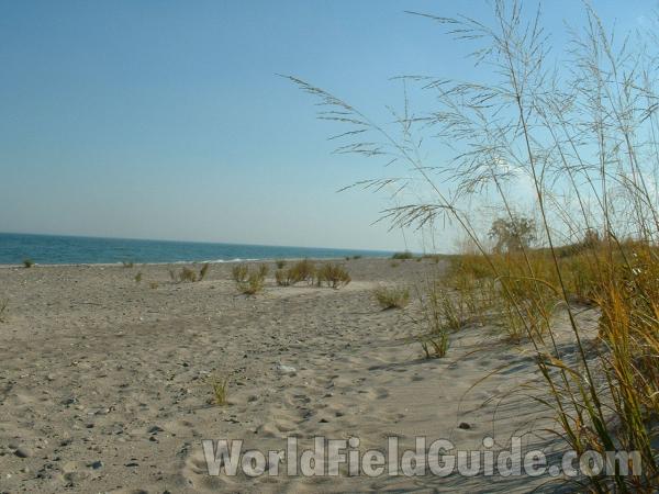 Habitat View #7<br>(Location of Picture: Zion Beach, Illinois, USA, Oct '03)