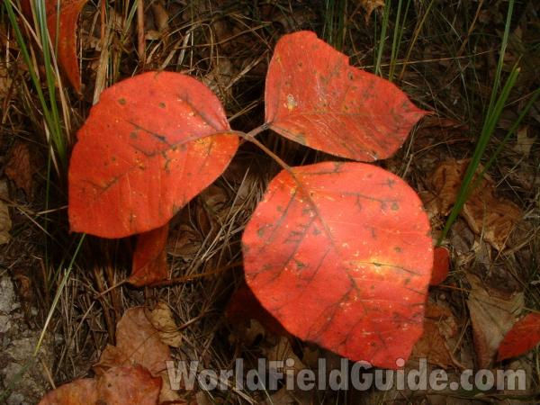 Fall Leaves<br>(Location of Picture: Zion Illinois, Oct 8, 2003)