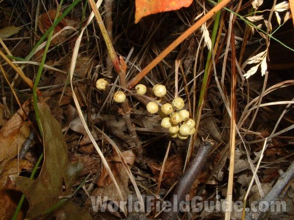 White Fruits<br>(Location of Picture: Zion Illinois, Oct 8, 2003)