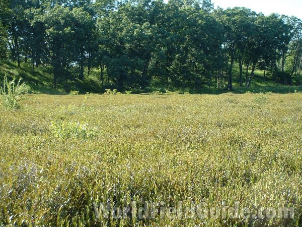 August View, 2004<br>(Location of Picture: Glacier Park, Illinois, USA)