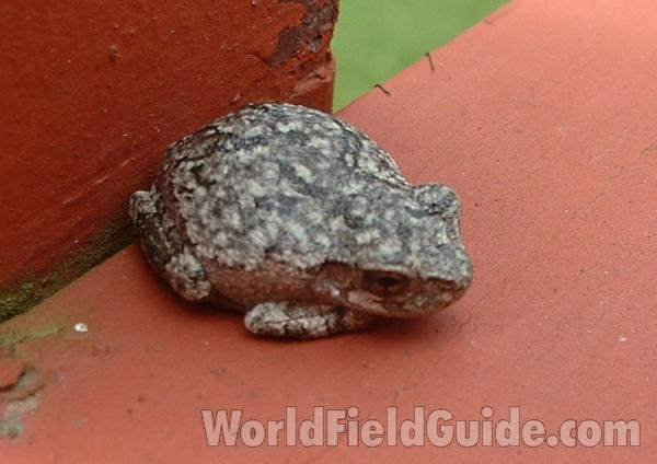 Brown Example<br>(Location of Picture: Mchenry Co, Illinois, USA)