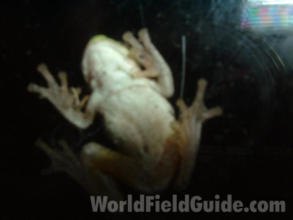 Pads<br>(Location of Picture: Mchenry Co, Illinois, USA)