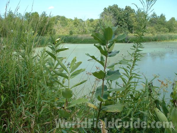 Showing Dense Plants<br>(Location of Picture: Volo Park, Il, USA, Aug 15, '04)