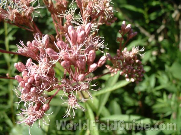 Flowers<br>(Location of Picture: Volo Park, Il USA, Aug 15, 04)