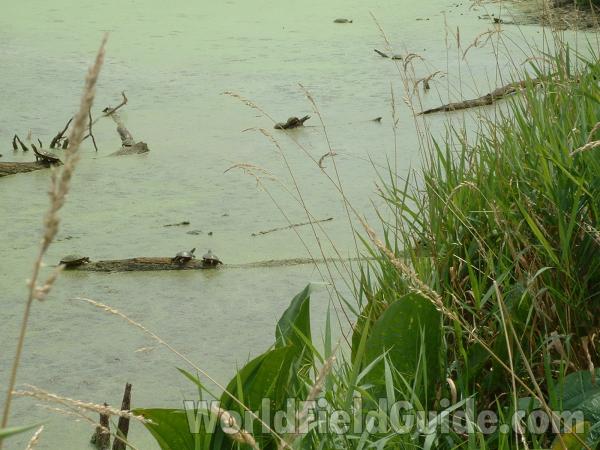 Habitat Showing 6 Examples<br>(Location of Picture: Volo State Park, Illinois, USA)