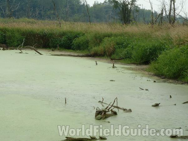 Habitat Showing 8 Examples<br>(Location of Picture: Volo State Park, Illinois, USA)