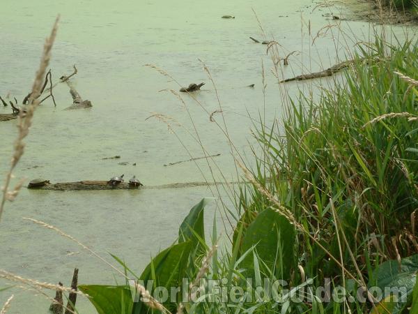 7 Painted Turtles<br>(Location of Picture: Volo State Park, Aug 17, 2004)