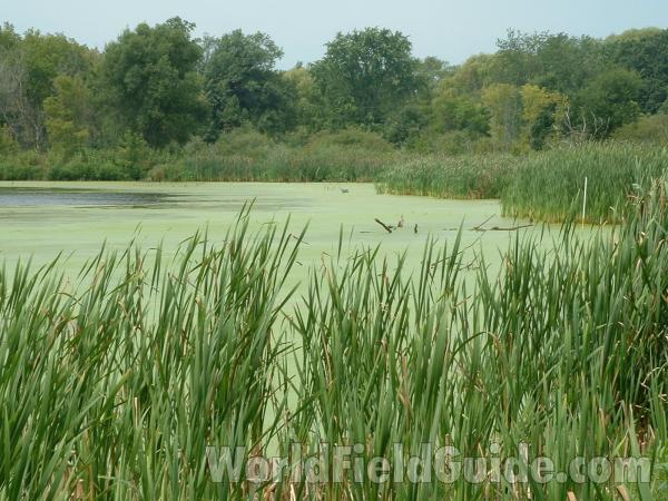 Cattails<br>(Location of Picture: Volo State Park, Aug 17, 2004)