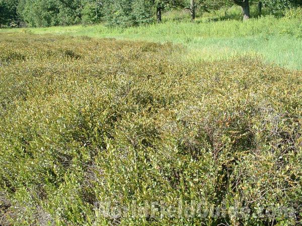 Edge Of Cranberry Bog<br>(Location of Picture: Glacier Park, Illinois, USA)