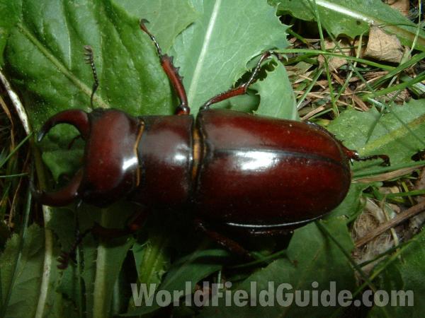 Close View - Dorsal<br>(Location of Picture: Mchenry, Illinois, USA, 2005)