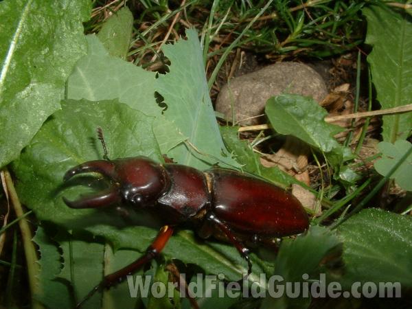 Angle View Of Male<br>(Location of Picture: Mchenry, Illinois, USA, 2005)