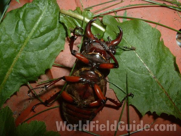 Ventral View<br>(Location of Picture: Mchenry, Illinois, USA, 2005)
