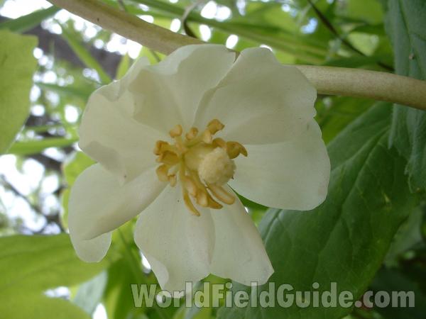 Flower Front View<br>(Location of Picture: Glacier, Mchenry, Il, USA, 2005)