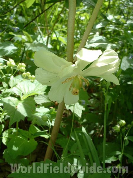 Flower - Side View<br>(Location of Picture: Glacier, Mchenry, Il, USA, 2005)