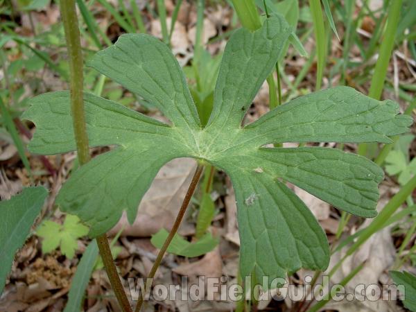 Leaf<br>(Location of Picture: Glacier, Mchenry, Il, USA, 2005)