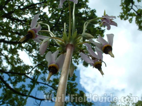 Flowers<br>(Location of Picture: Glacier, Mchenry, Il, USA, 2005)