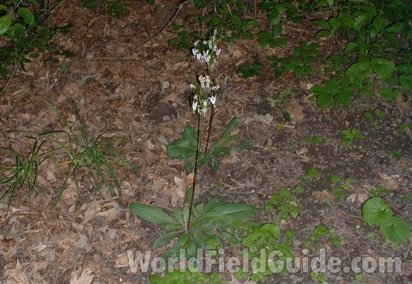 Woodland Habitat<br>(Location of Picture: Mchenry, Illinois, USA, 2005)