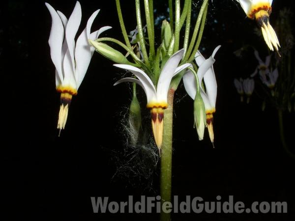 Woodland - Flowers<br>(Location of Picture: Mchenry, Illinois, USA, 2005)