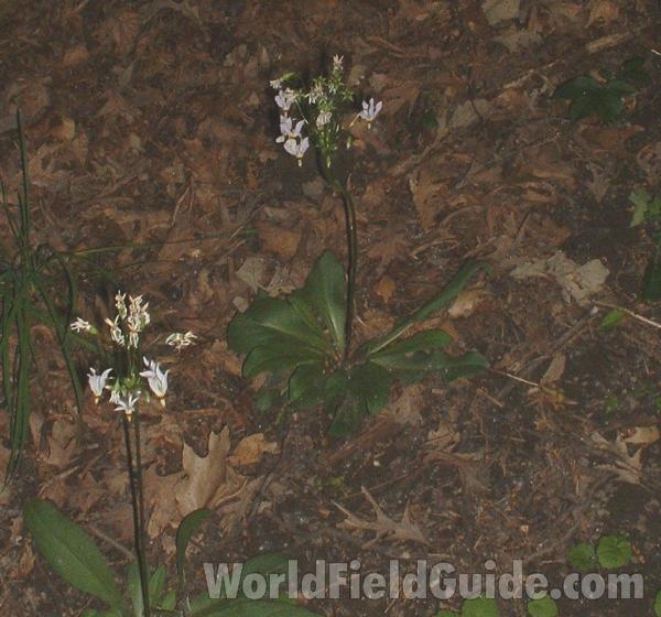 Woodland Habitat<br>(Location of Picture: Mchenry, Illinois, USA, 2005)