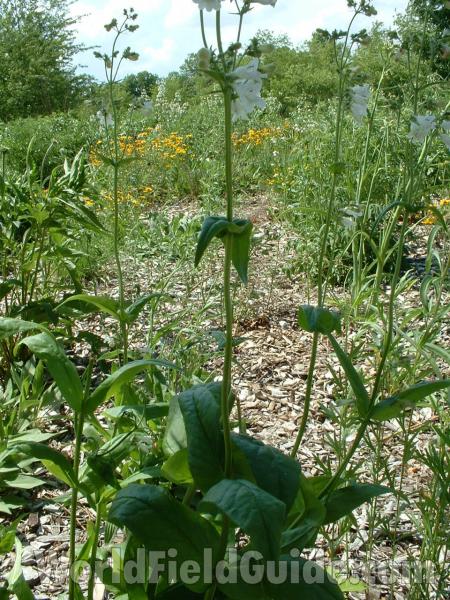 Stem and Leaf Pair<br>(Location of Picture: Garden, Morraine Hills, Illinois)