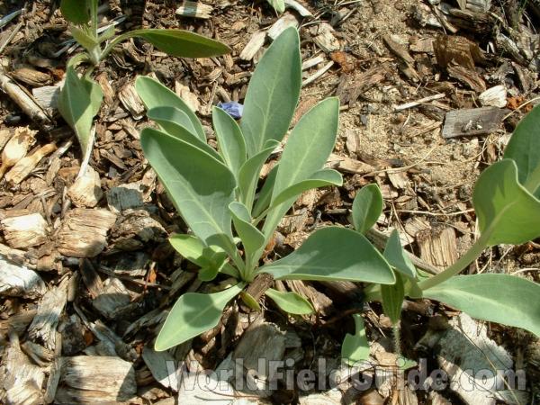 Basal Leaves<br>(Location of Picture: Garden, Morraine Hills, Illinois)