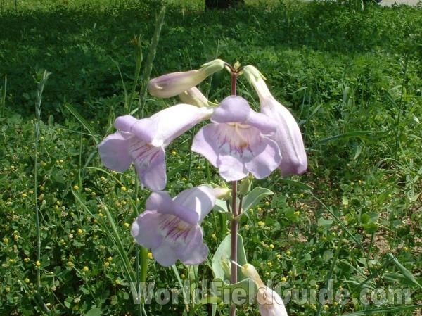 Top Of Plant in  Bloom<br>(Location of Picture: Garden, Morraine Hills, Illinois)